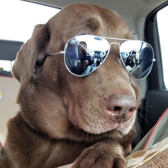 Meet your Posher, Gladyss - Picture 1 of 1